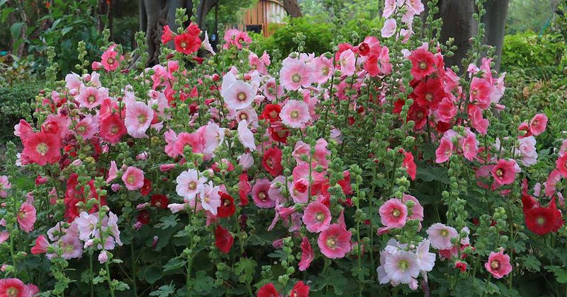 Hollyhocks