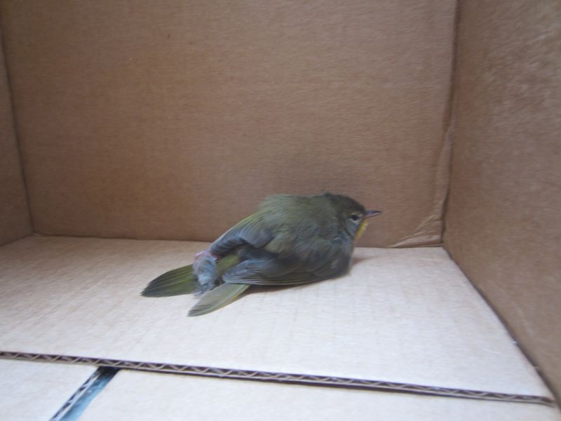 Treat every stunned bird as potentially injured