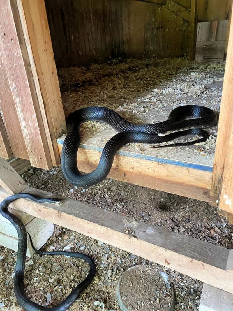 What might have brought it to the coop?