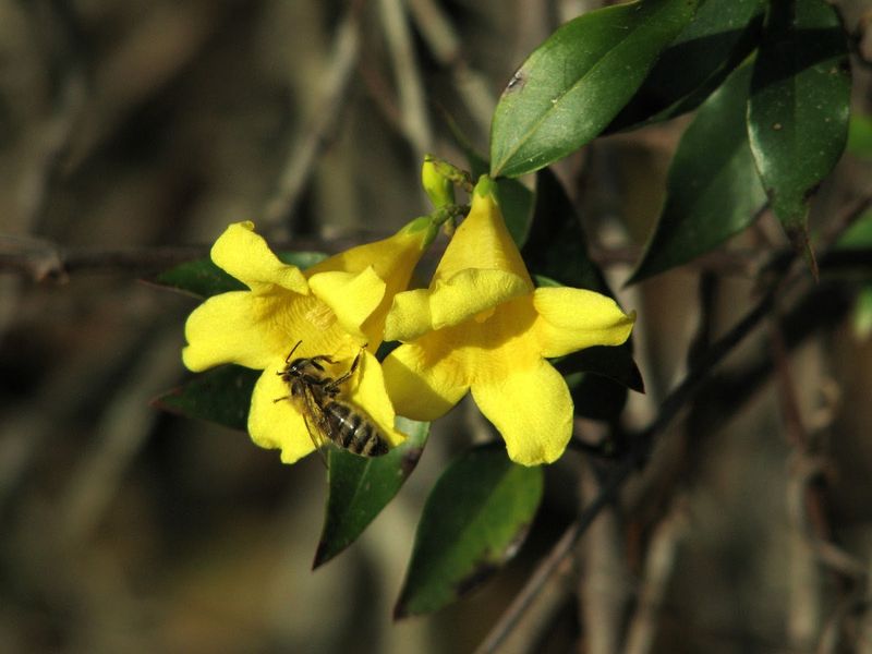 Yellow Jessamine (Gelsemium sempervirens)