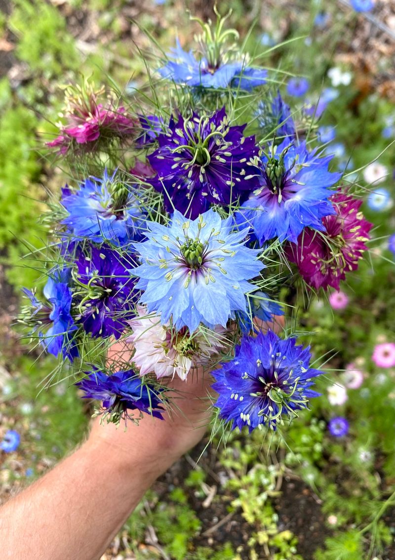 Nigella (Love-in-a-Mist)