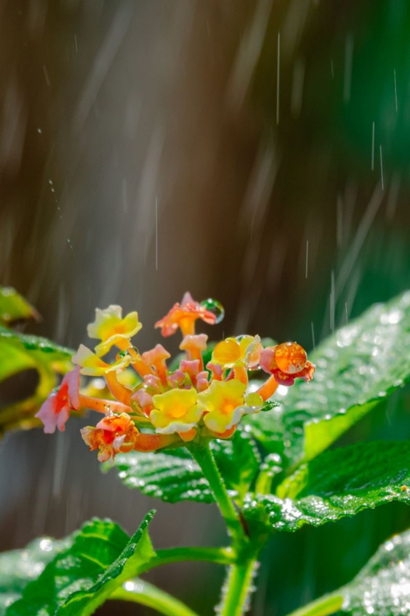Maintain Consistent Watering, but Reduce as Temperatures Cool