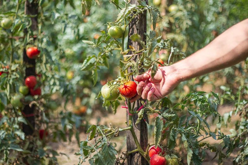 Start with the right kind of tomato