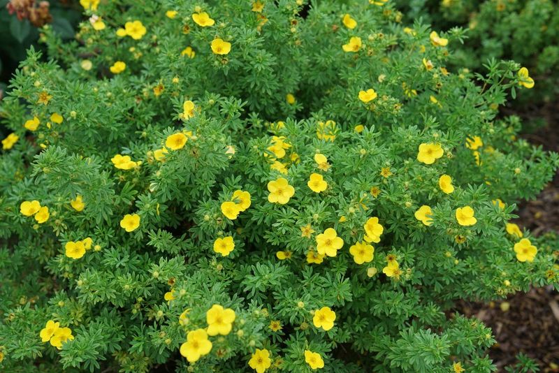 Potentilla