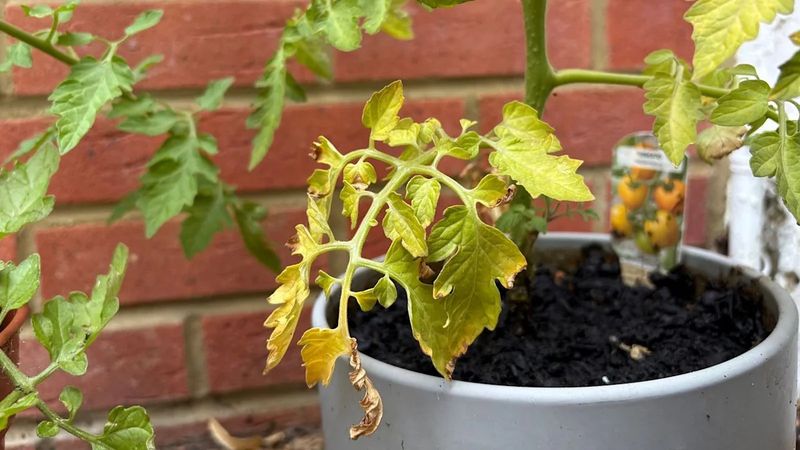 Overwatering