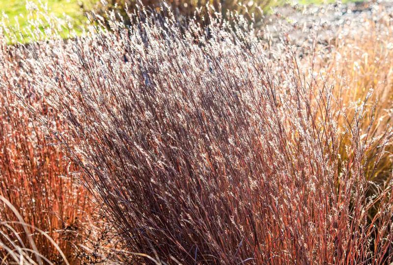 Decide whether its seasonal look fits your curb