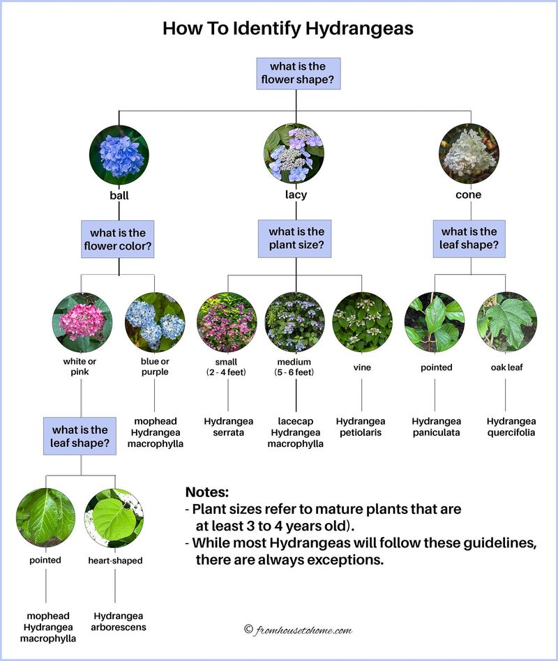 Identify the bloom type before you reach for pruners