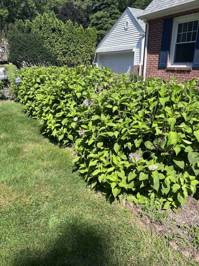 Reshaping or Shrinking the Shrub in Fall