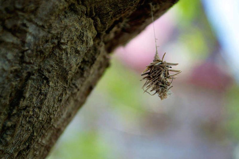 Monitor for young larvae in spring
