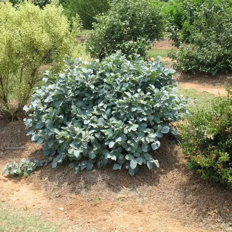 Fothergilla 'Blue Shadow'
