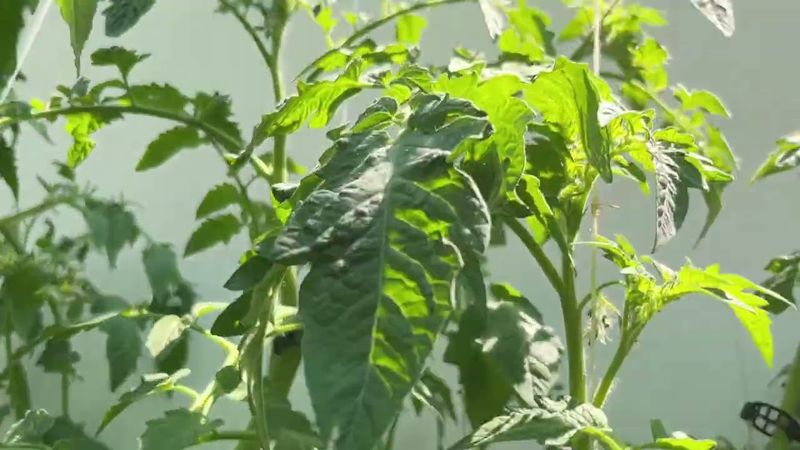 Overcrowding or Dense Foliage