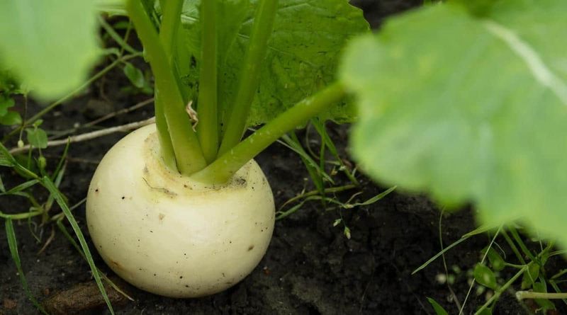 Check nitrogen, soil, and weather before fertilizing