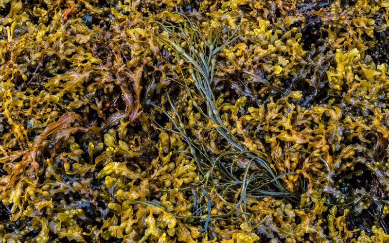 Seaweed