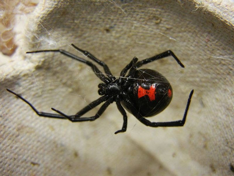 Do not risk another bite to prove the diagnosis