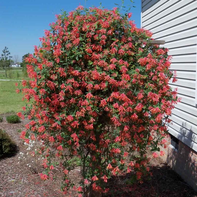 Coral Honeysuckle (Lonicera sempervirens)