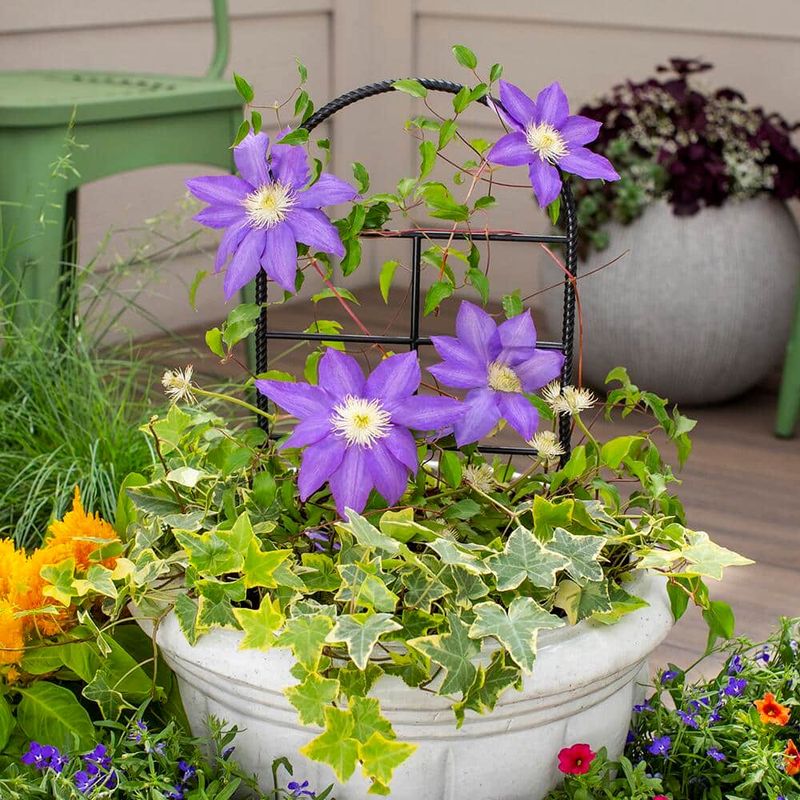 Plant Clematis Deep With Cool Feet