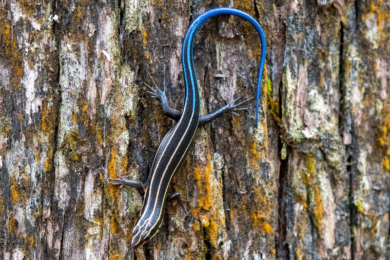 That blue tail usually belongs to a young North Carolina skink