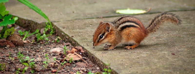 Protect the house while keeping habitat elsewhere