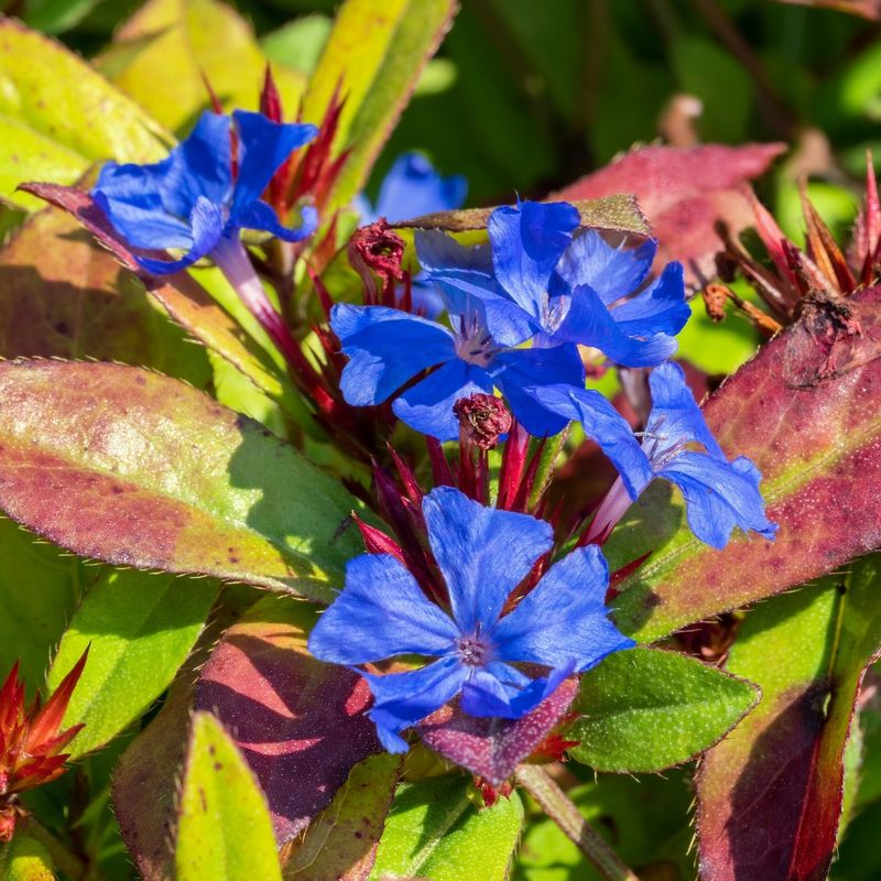 Leadwort