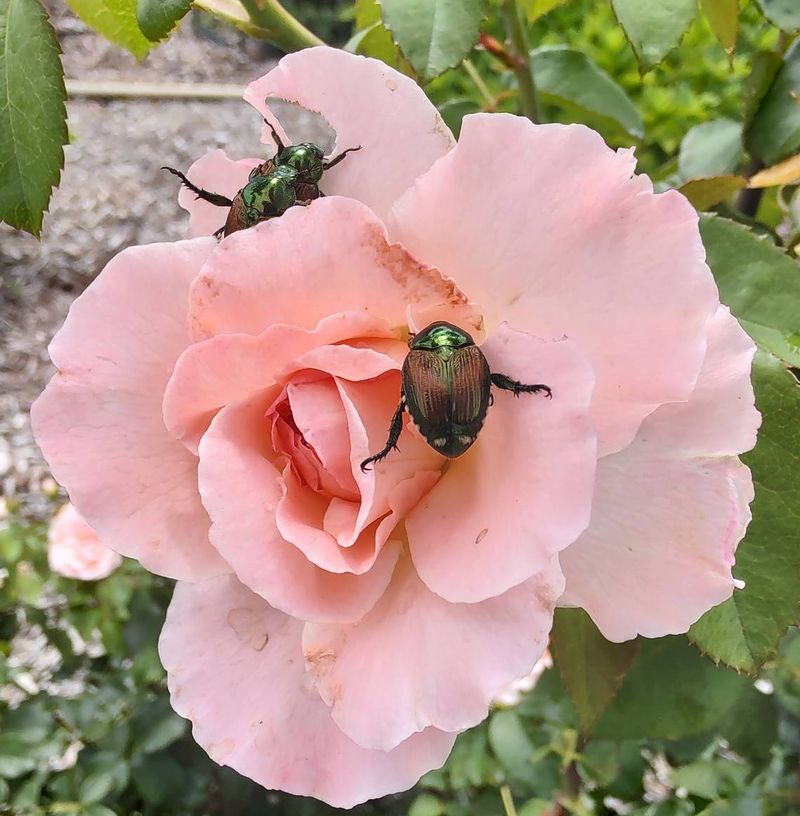 Roses, Grapes, and Linden Trees (the beetle magnets)