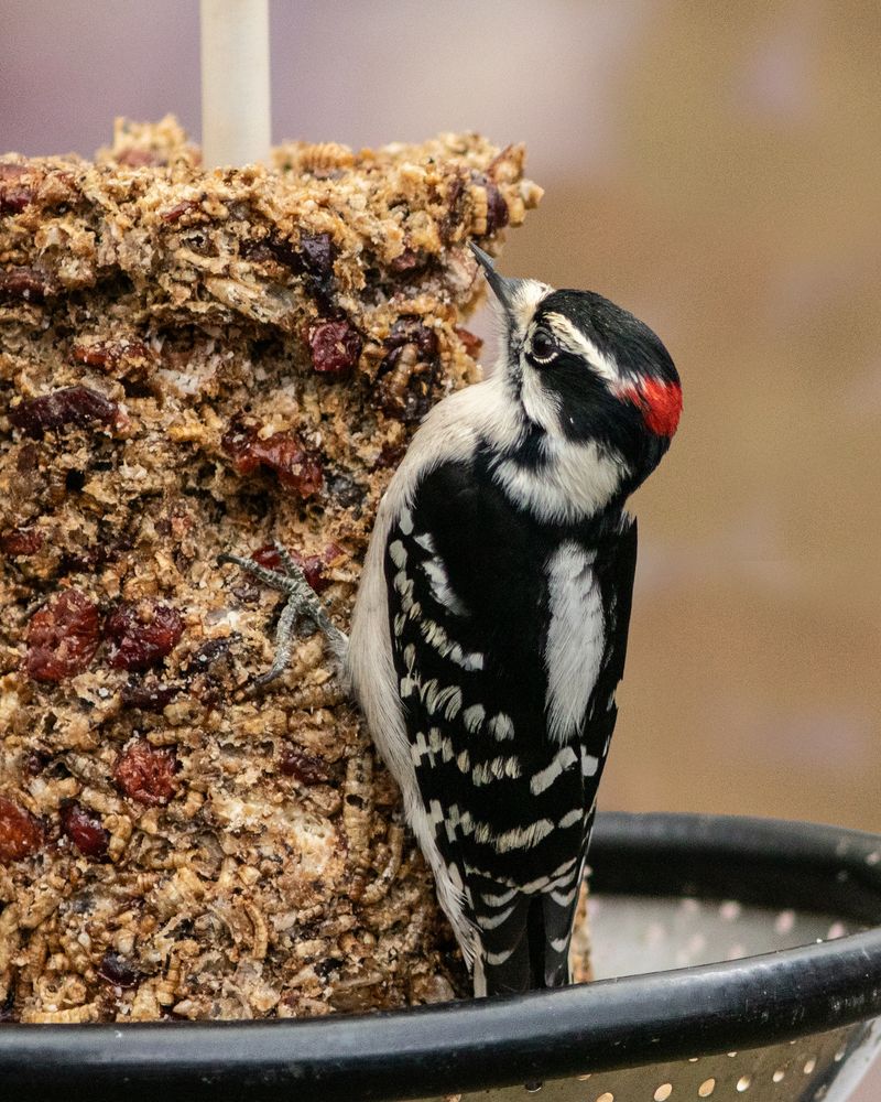 Downy Woodpecker
