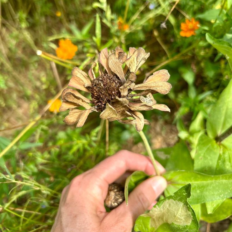 Allow Flowers to Fully Mature and Dry on the Plant