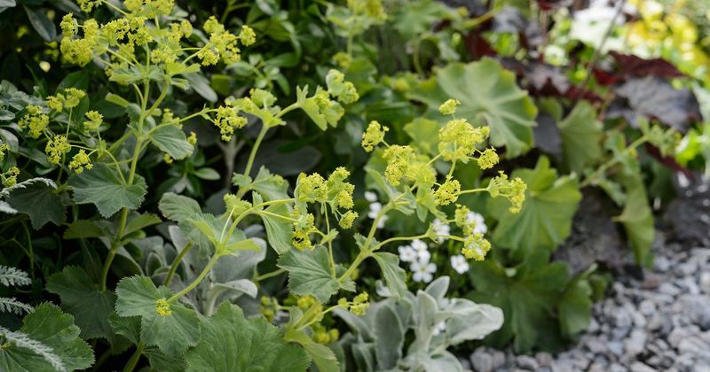 Lady's Mantle