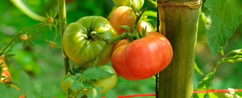 Your variety helps shape the kind of harvest you can build