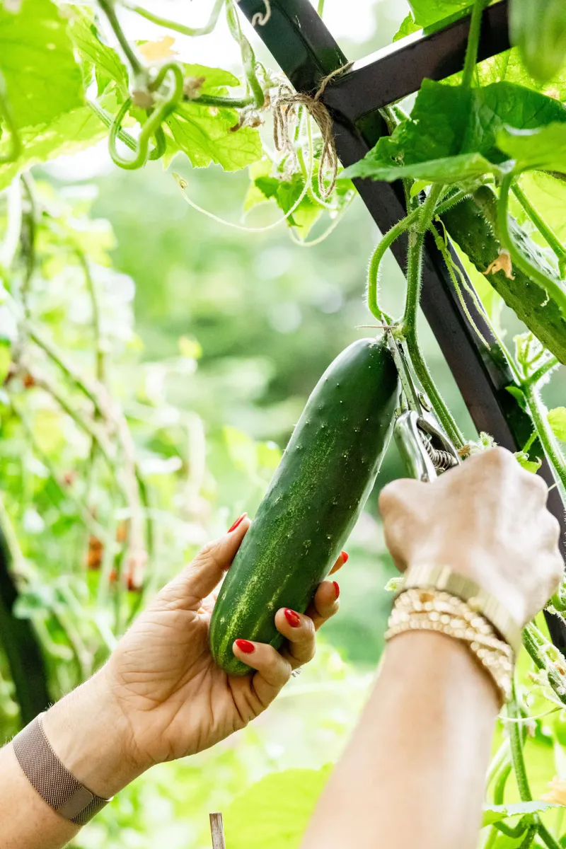 Cucumbers