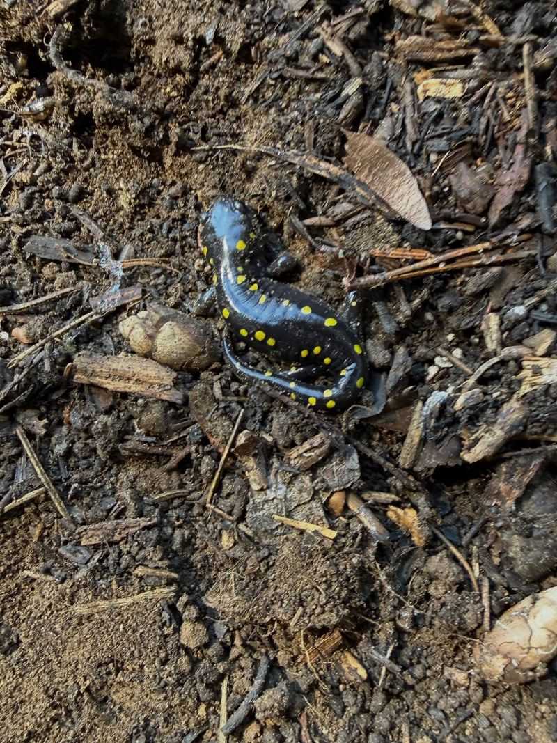Does one salamander prove your soil is healthy?