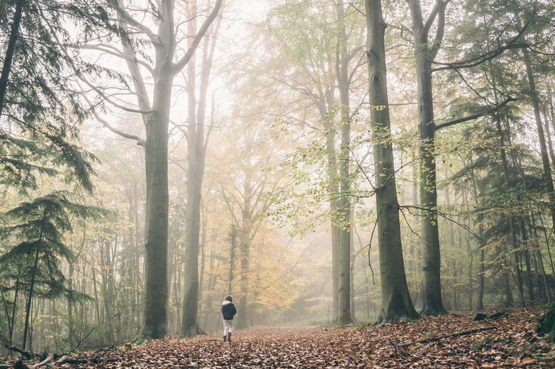 Forest exposure can calm people, but the chemistry is not isolated