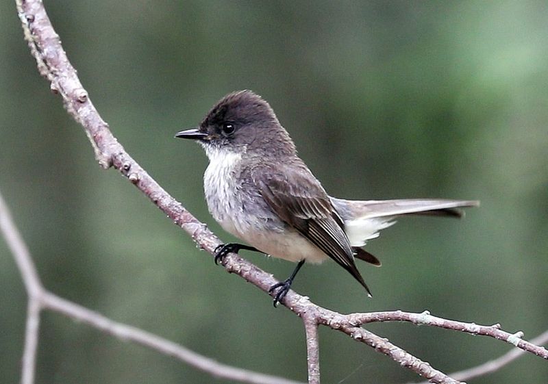 Phoebes