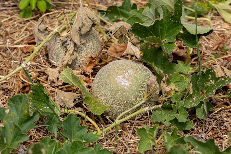 Melons