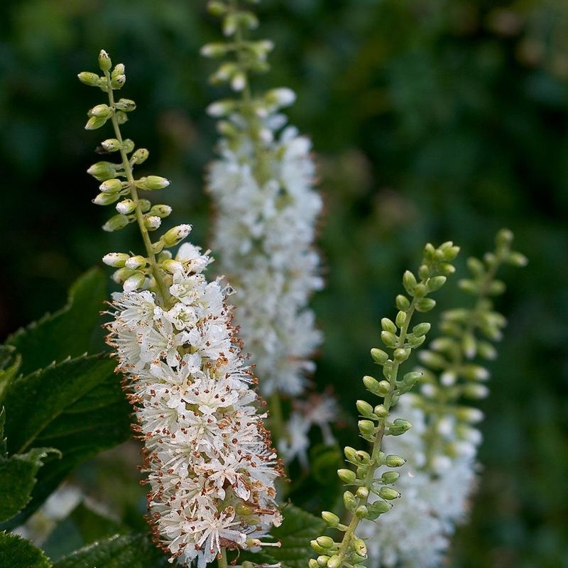 Summersweet / Sweet Pepper Bush (Clethra alnifolia)