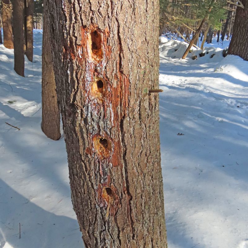 Many large rectangular holes are feeding excavations, not nests