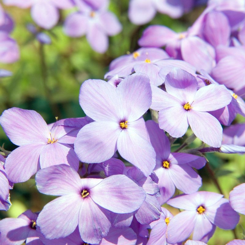 Creeping Phlox (Phlox stolonifera)