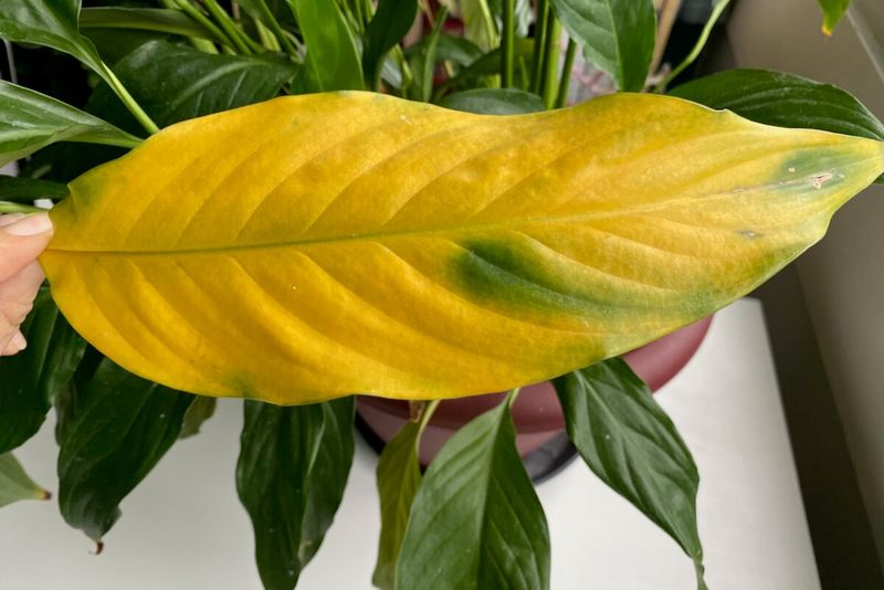 Yellow leaves after repotting are a clue, not a diagnosis