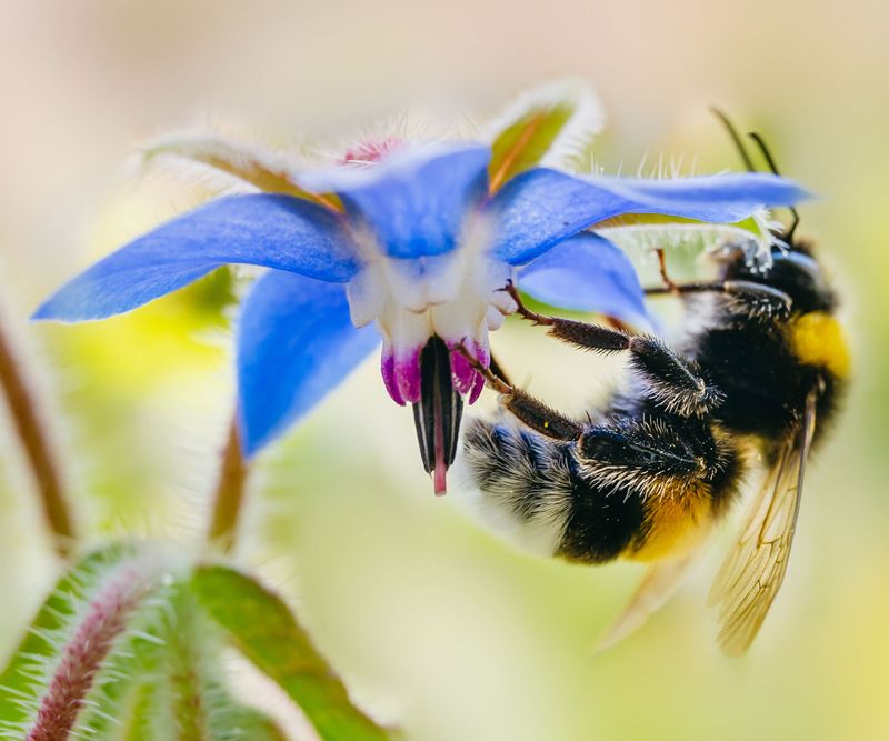 Borage for Bees