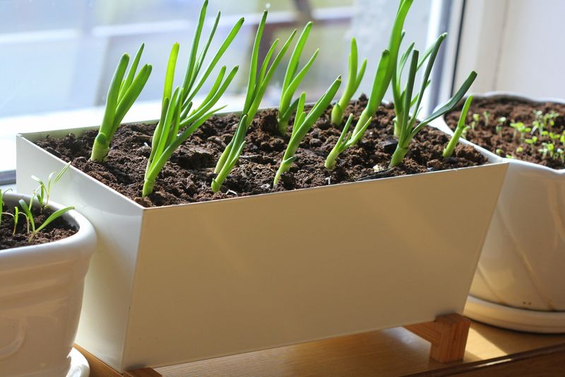 Set up a shallow, well-drained container