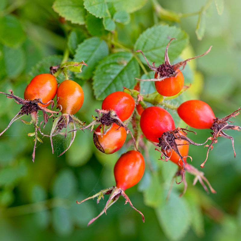 Let Rose Hips Form