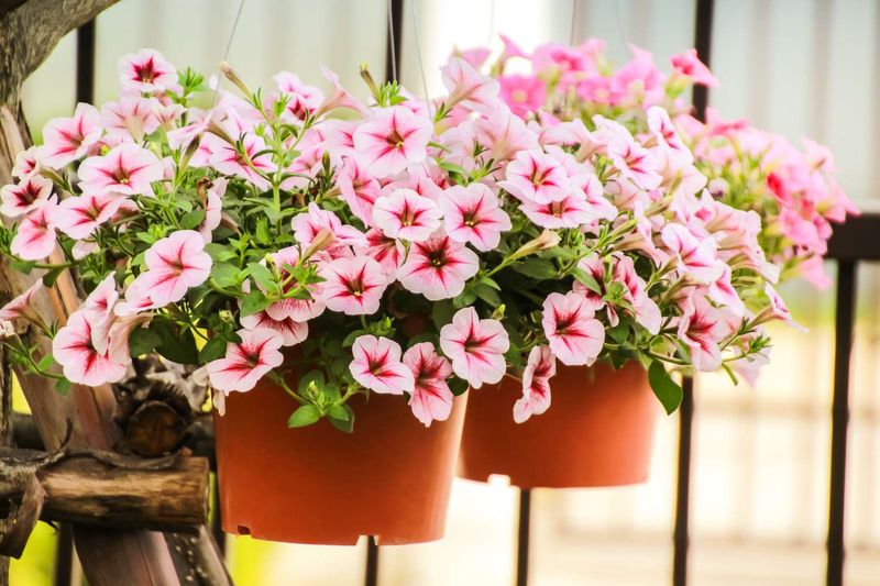 Keep Petunias Blooming Into Autumn