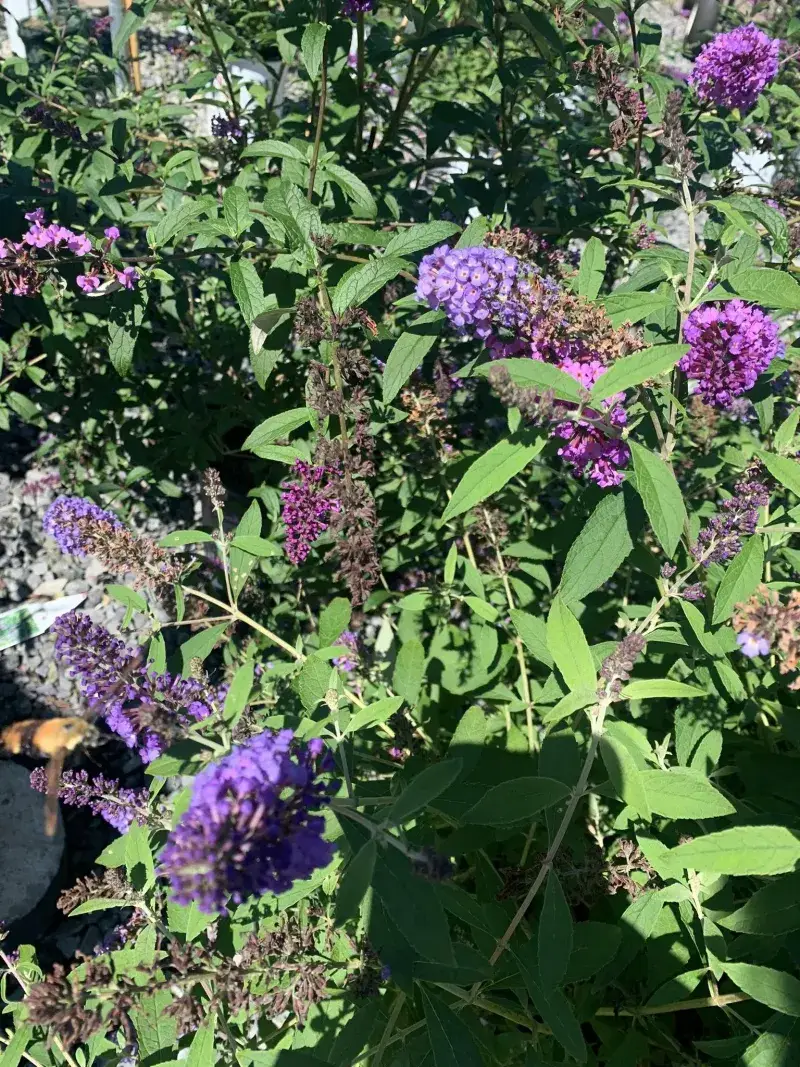 Butterfly Bush