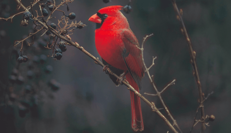 Northern Cardinal