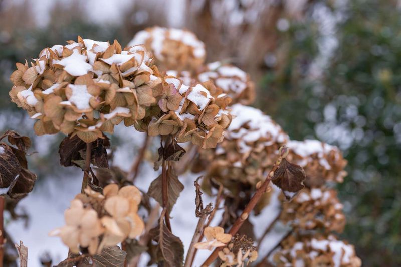 Winter Damage or Late Frosts