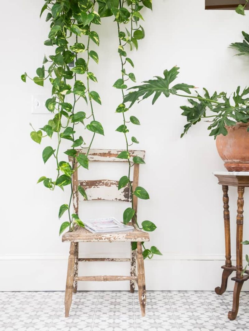 Pothos