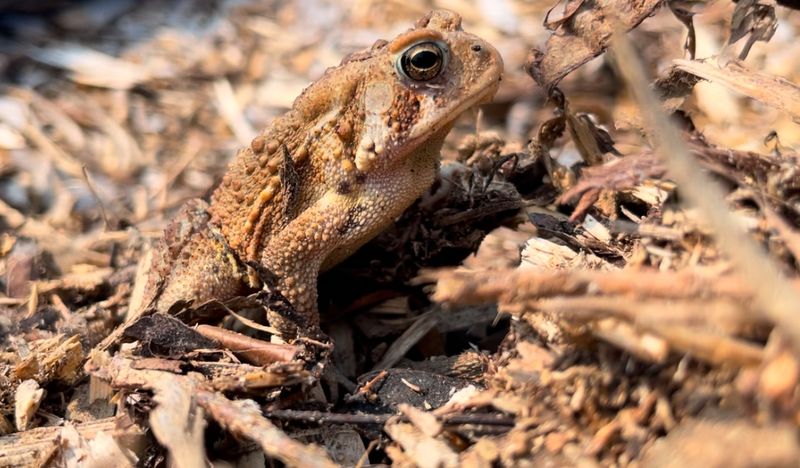 Read the sighting as an invitation to observe, not a guarantee