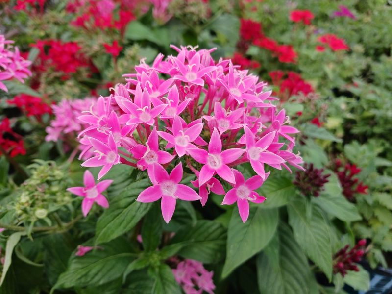 Pentas