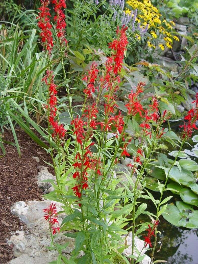 Give the plant the moisture its roots require