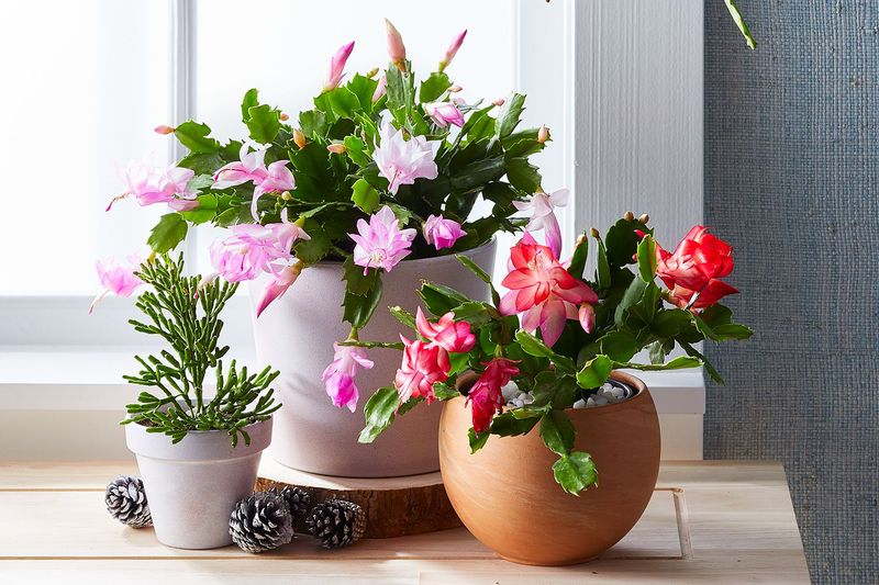 Healthy summer care gives flowering a stronger foundation