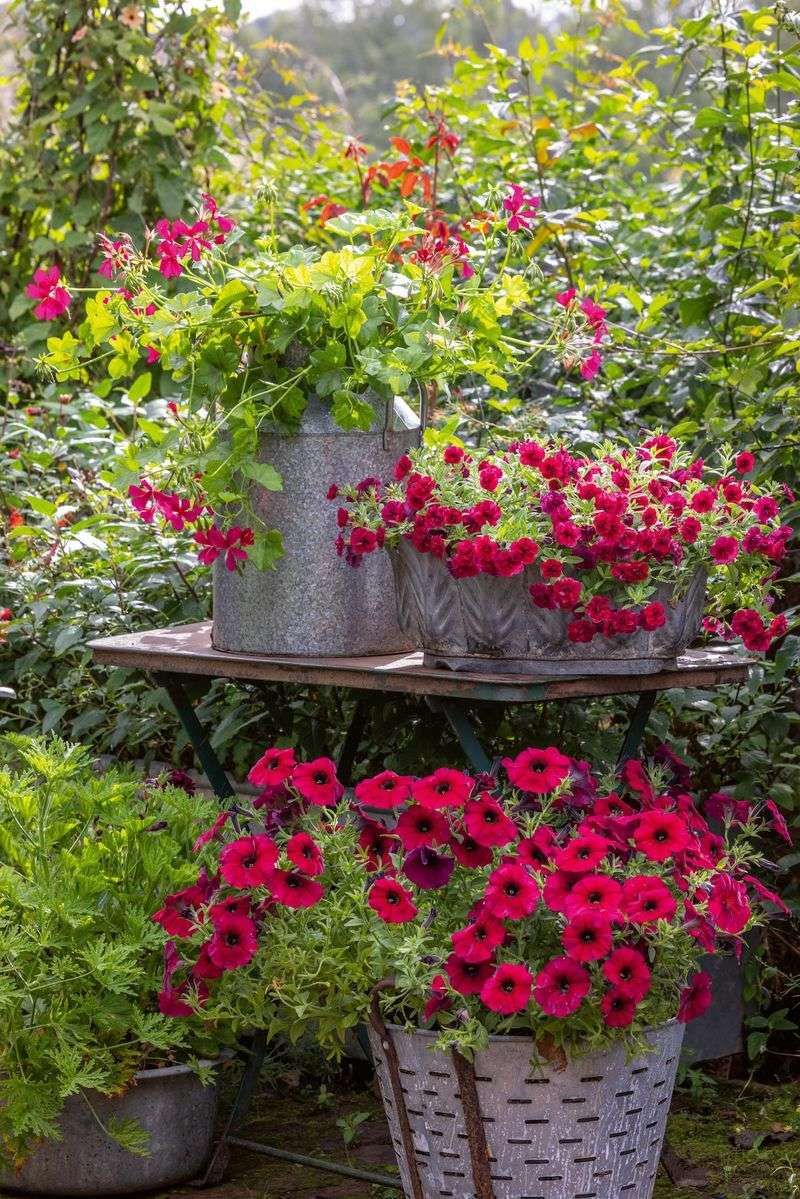 Use Fresh Potting Soil Annually